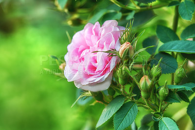 Buy stock photo Closeup side view of a single pink rose growing in a park in spring. Flowering bush in a botanical garden or arboretum on a blurred greenery background. Seasonal blooms cultivated in the backyard