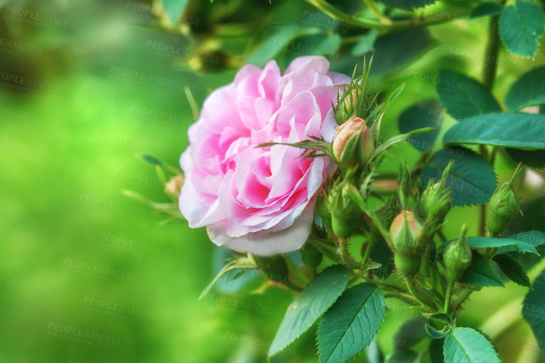 Buy stock photo Closeup side view of a single pink rose growing in a park in spring. Flowering bush in a botanical garden or arboretum on a blurred greenery background. Seasonal blooms cultivated in the backyard