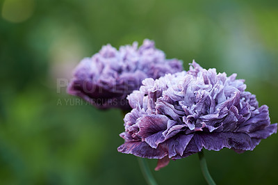 Buy stock photo Beautiful poppies in early summertime