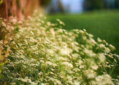 Buy stock photo Garden, environment and nature with flowers in summer for eco friendly, blossom or natural ecology. Outdoor, greenery and with floral plants by lawn for sustainability, botanical or growth in morning