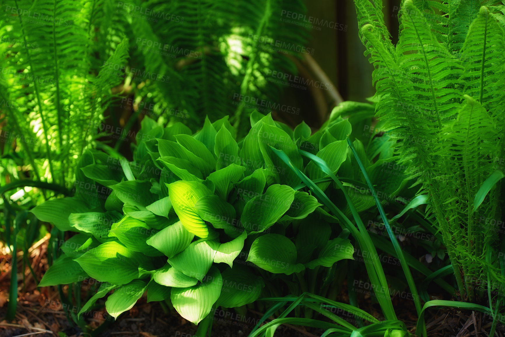 Buy stock photo A photo of the garden in summertime