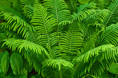 Buy stock photo Closeup, nature and plants with fern for growth, sustainability and environment conversation in spring. Outdoor, landscape and greenery with natural leaf for botany, textures pattern or organic flora