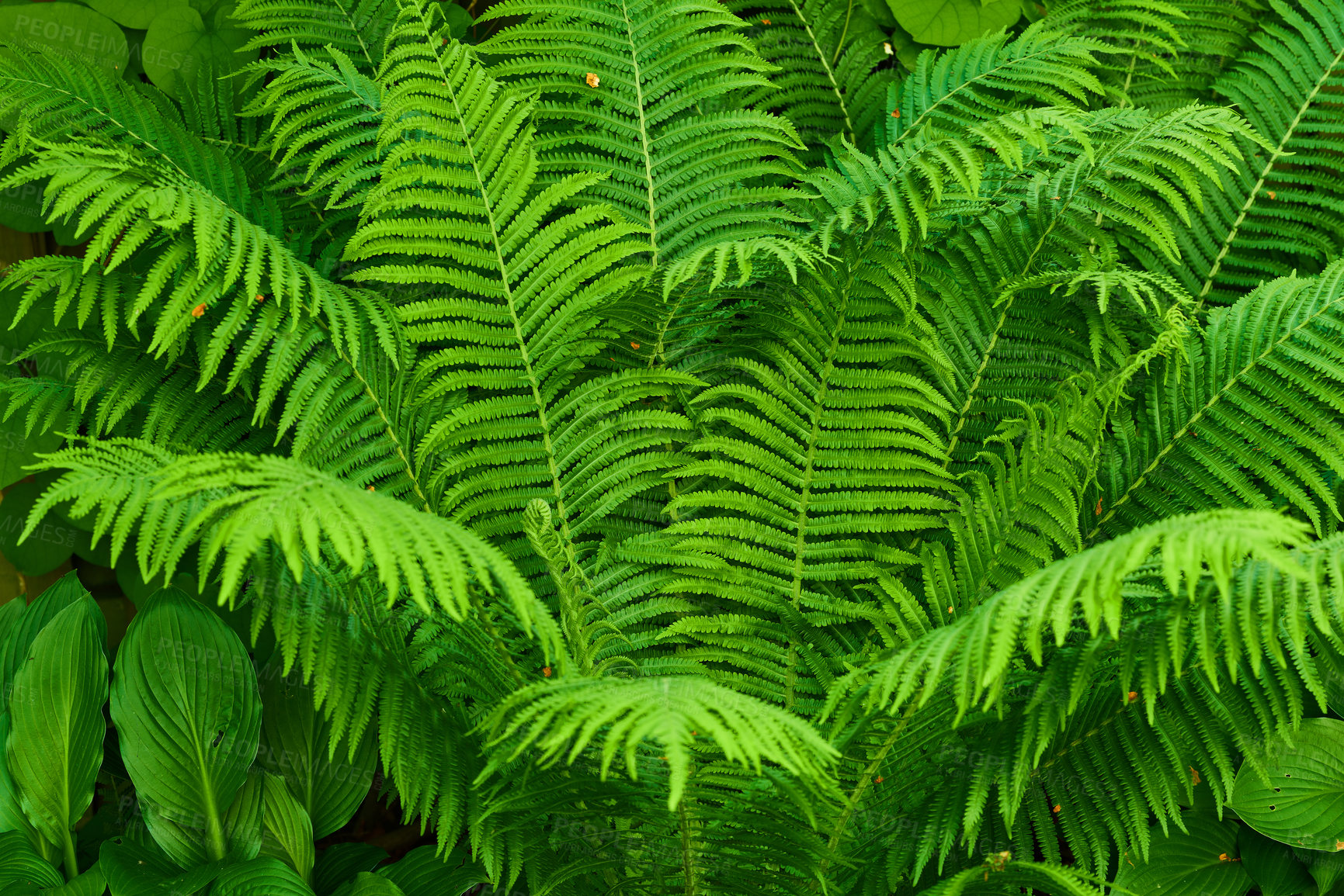 Buy stock photo Closeup, nature and plants with fern for growth, sustainability and environment conversation in spring. Outdoor, landscape and greenery with natural leaf for botany, textures pattern or organic flora