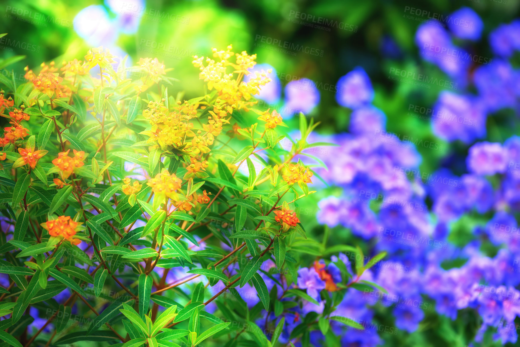 Buy stock photo Magical flower garden on a sunny day outside. Closeup of a yellow and red flowering shrub next to vibrant hardy geraniums in a lush backyard or woods. Bright lens flare on background nature scene