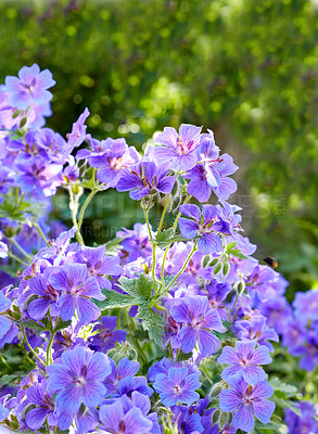 Buy stock photo Meadow geranium flowers in a green forest in summer. Purple plants growing in a lush botanical garden in spring. Beautiful violet flowering plants budding in its natural environment in the summertime