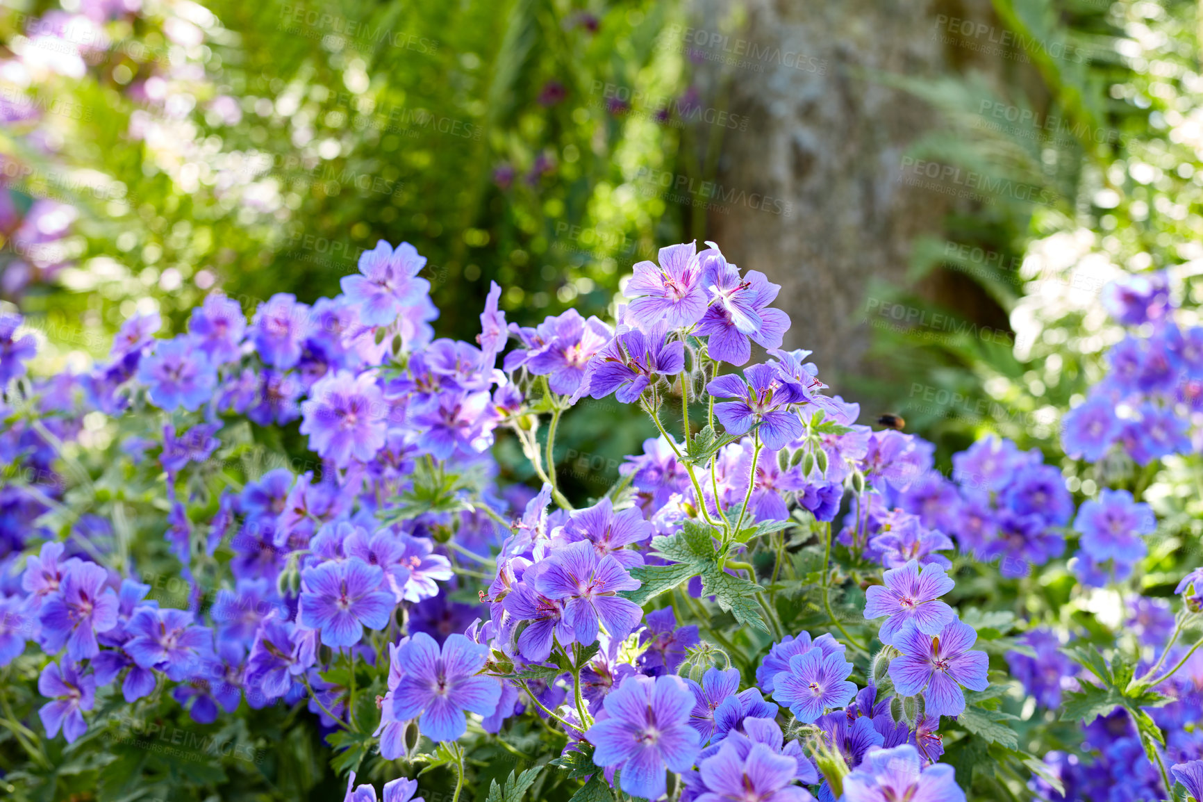 Buy stock photo Meadow geranium flowers growing in a green forest in summer. Purple plants blooming in a lush botanical garden in spring. Beautiful violet flowering plants budding in its natural environment