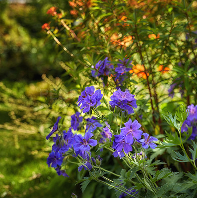 Buy stock photo Meadow geranium flowers blossoming in park in nature. Many purple plants growing and blooming in field in summer. Beautiful violet flowering plants budding in a garden. Wild plants growing in meadow