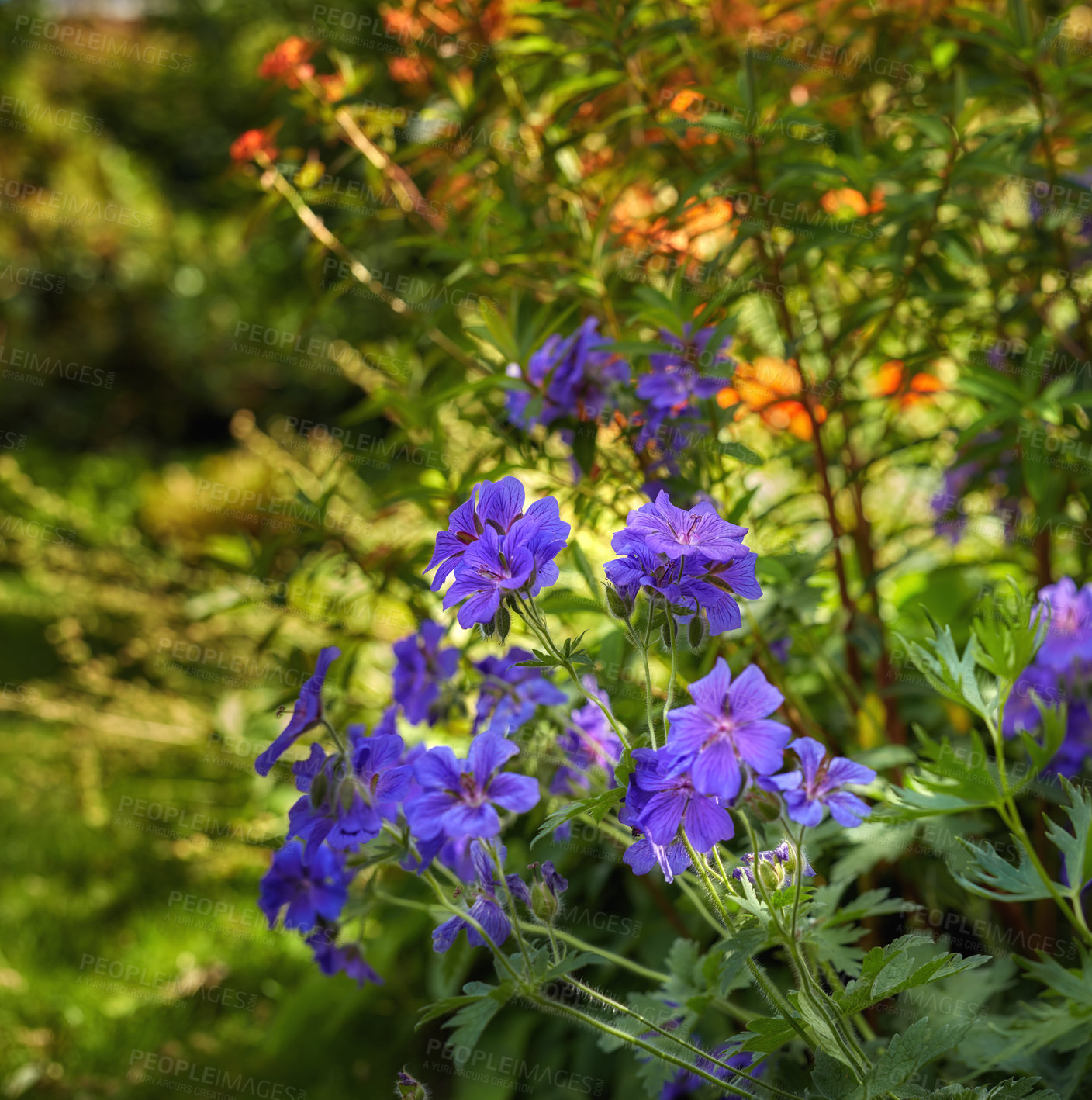 Buy stock photo Meadow geranium flowers blossoming in park in nature. Many purple plants growing and blooming in field in summer. Beautiful violet flowering plants budding in a garden. Wild plants growing in meadow