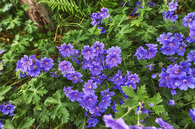 Buy stock photo Meadow geranium flowers growing in a green field in summer from above. Top view of purple plants blooming in a lush botanical garden in spring. Beautiful violet flowering plants budding in a forest