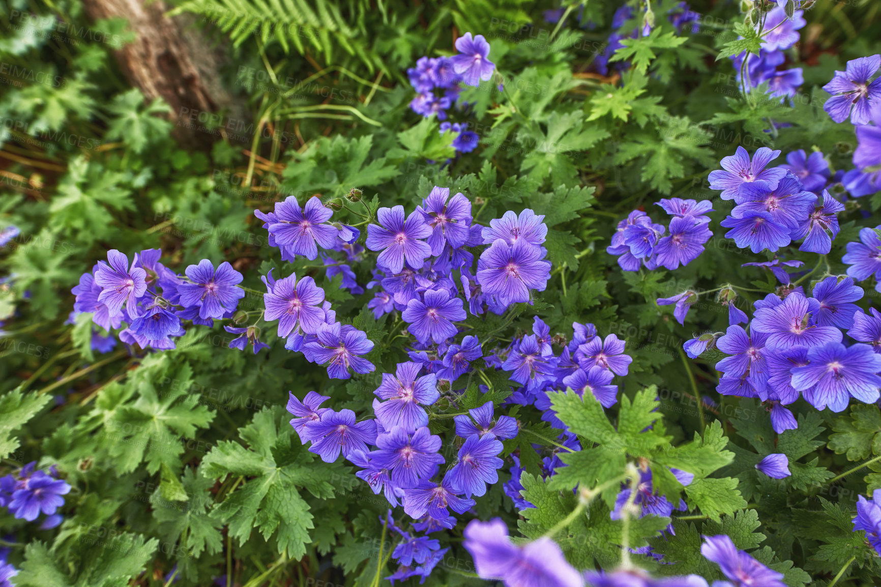 Buy stock photo Meadow geranium flowers growing in a green field in summer from above. Top view of purple plants blooming in a lush botanical garden in spring. Beautiful violet flowering plants budding in a forest