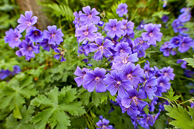 Buy stock photo Top view of meadow geranium flowers flourishing in a green field in summer. Purple plants growing and blooming in a lush green botanical garden in spring. Violet flowering plants budding in a forest