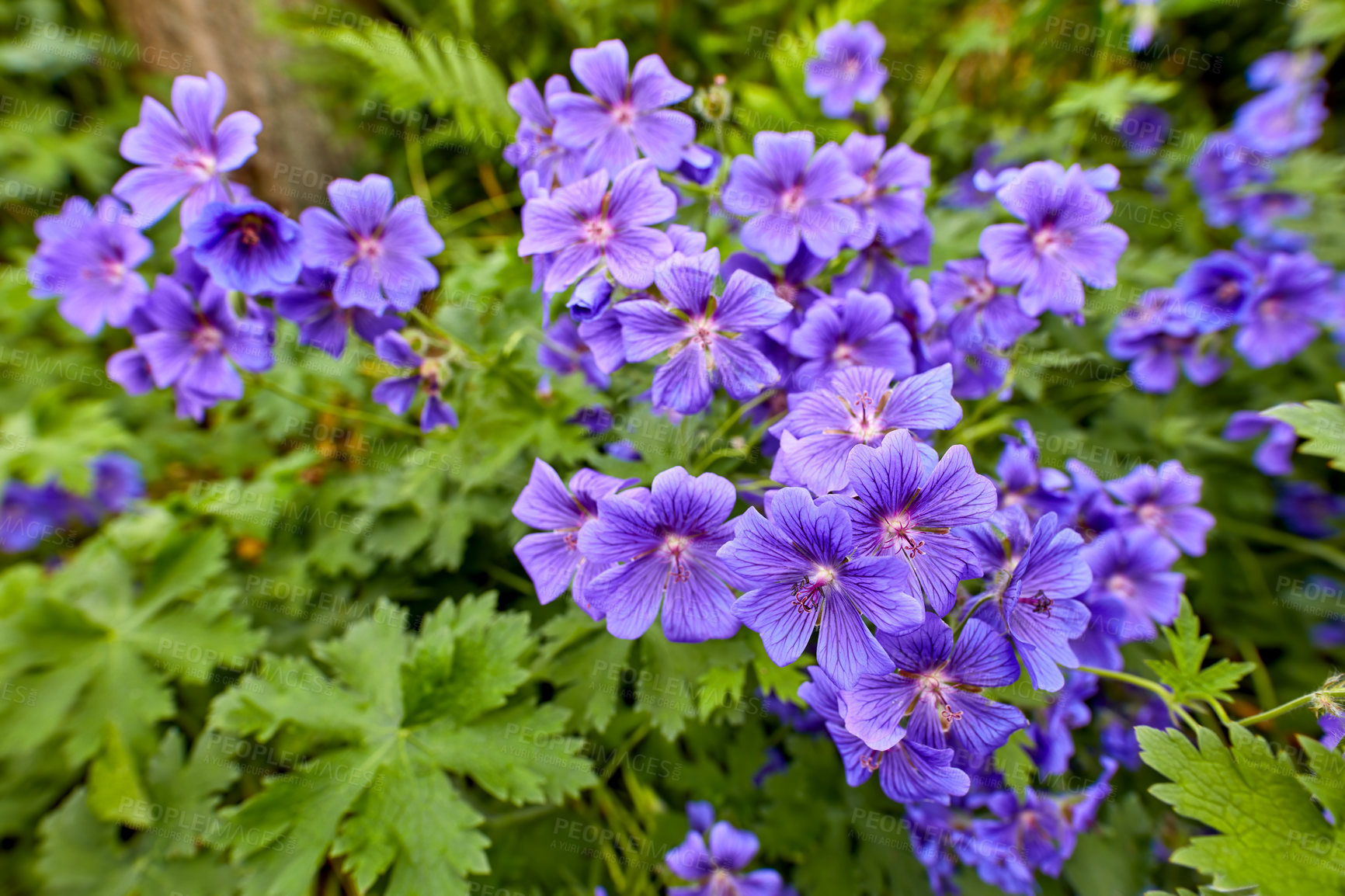 Buy stock photo Top view of meadow geranium flowers flourishing in a green field in summer. Purple plants growing and blooming in a lush green botanical garden in spring. Violet flowering plants budding in a forest