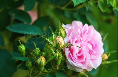 Buy stock photo Nature, garden and pink rose in environment with leaves for eco friendly, growth and destination. Outdoor, greenery and floral plant, flower and petals in bush for horticulture in park or field.