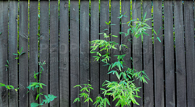 Buy stock photo Wooden fence, nature and plants with leaf for growth, sustainability and environment in springtime. Outdoor, landscape and greenery with natural leaves for botany, textures pattern and eco friendly