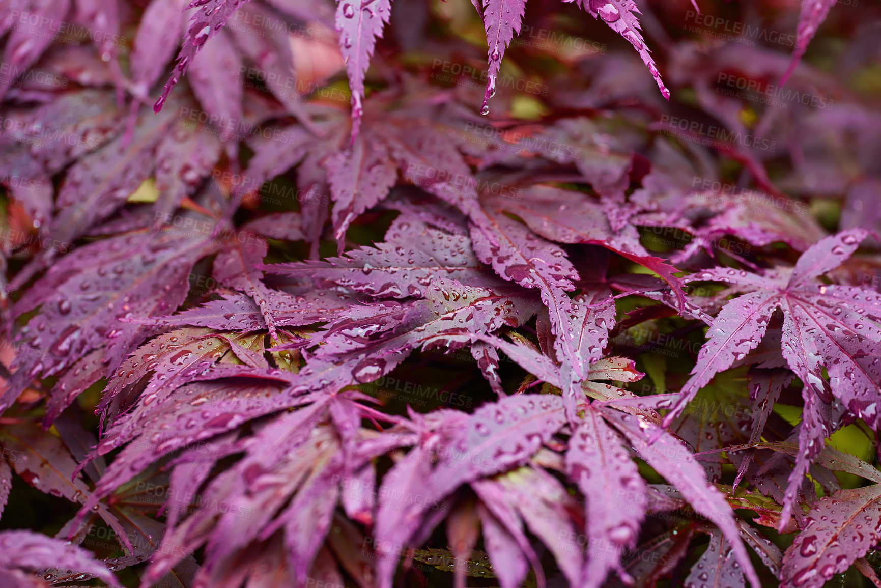 Buy stock photo Nature, garden and closeup of leaves on plants in backyard for environment, ecosystem and landscape. Natural background, water drops and purple florals for garden design, ecology and growth in spring