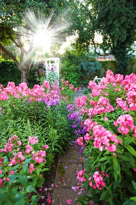 Buy stock photo Garden, design and pathway with flowers in home for sustainability, gardening and bloom scenery. Plants, walkway and residential backyard with lens flare, lawn entrance and environmental background
