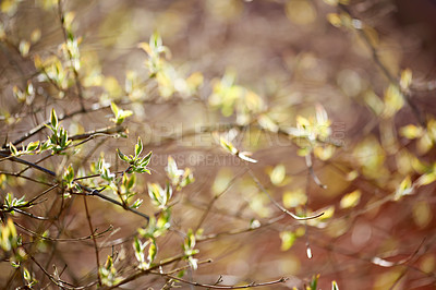 Buy stock photo Spring, garden and closeup with leaves, shrub and plants with growth, nature and sunshine in morning. Trees, bush or landscape in countryside with flowers at sunrise, environment and outdoor in Italy