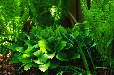 Buy stock photo Hosta plants, garden and ground in spring for growth, ferns or fertile soil for leaves, shrub and bush. Earth, landscape and trees with green foliage, outdoor or environment with nature in Costa Rica