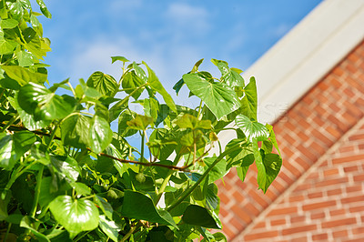 Buy stock photo Macaranga tree, garden and outdoor with leaves, growth and backyard with sunshine in summer. Plants, landscaping and green heart foliage in morning, nature and environment by building in Thailand