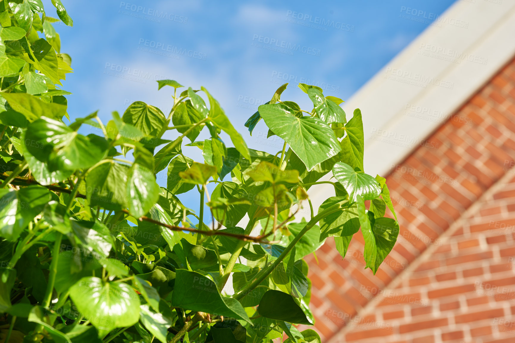 Buy stock photo Macaranga tree, garden and outdoor with leaves, growth and backyard with sunshine in summer. Plants, landscaping and green heart foliage in morning, nature and environment by building in Thailand