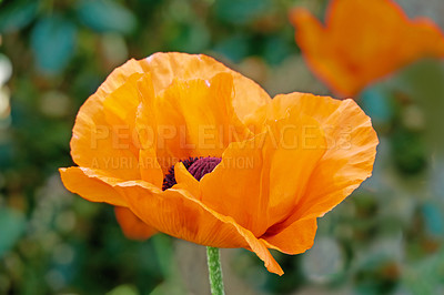 Buy stock photo Beautiful poppies in early summertime