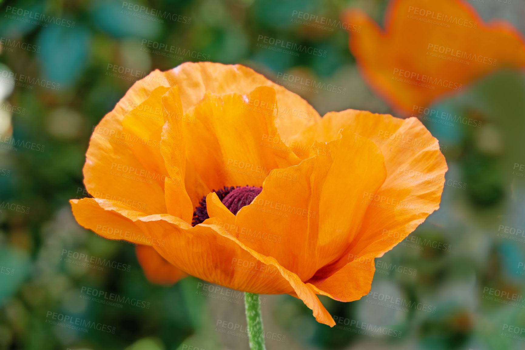 Buy stock photo Beautiful poppies in early summertime