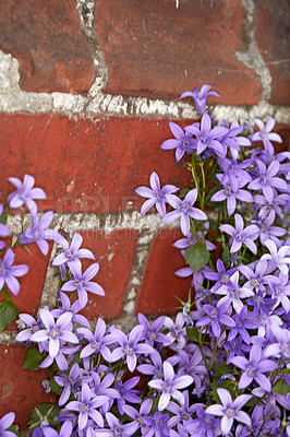 Buy stock photo Campanula, purple flowers and outdoor in garden by brick wall with growth, color and spring in backyard. Plants, shrub and bell blossoms with leaves in nature, environment and landscaping in Italy