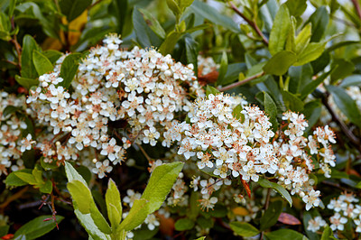 Buy stock photo Forest, environment and flowers with leaves in nature for eco friendly, blossom and natural ecology. Outdoor, floral and greenery with plants in garden for growth, botany and organic sustainability