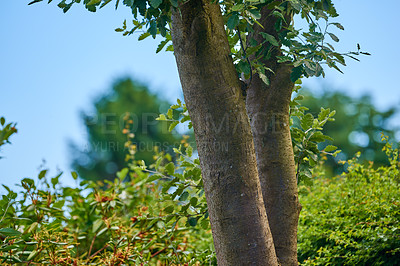 Buy stock photo Tree, bark and outdoor in garden with leaves, shadow and spring with landscaping in environment. Plants, trunk and nature in countryside with bush, shrub and green foliage at park in Costa Rica