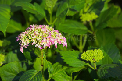 Buy stock photo Nature, bush and hydrangea outdoor in garden with greenery, leaves and petals for blossom. Environment, landscape and organic pink flower or floral plant for botany in eco friendly park or field.