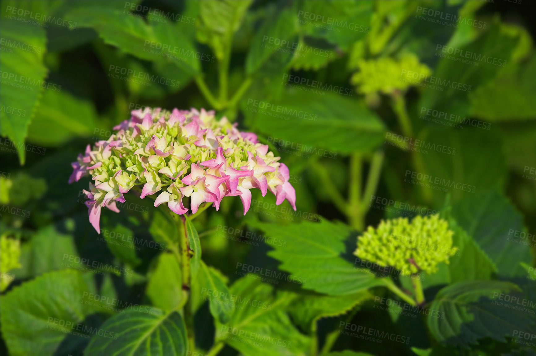 Buy stock photo Nature, bush and hydrangea outdoor in garden with greenery, leaves and petals for blossom. Environment, landscape and organic pink flower or floral plant for botany in eco friendly park or field.