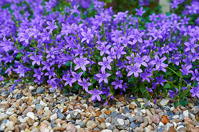 Buy stock photo Nature, bush and bellflowers outdoor in garden with greenery, leaves and petals for blossom. Environment, landscape and organic purple floral plants for botany in eco friendly park or field in spring