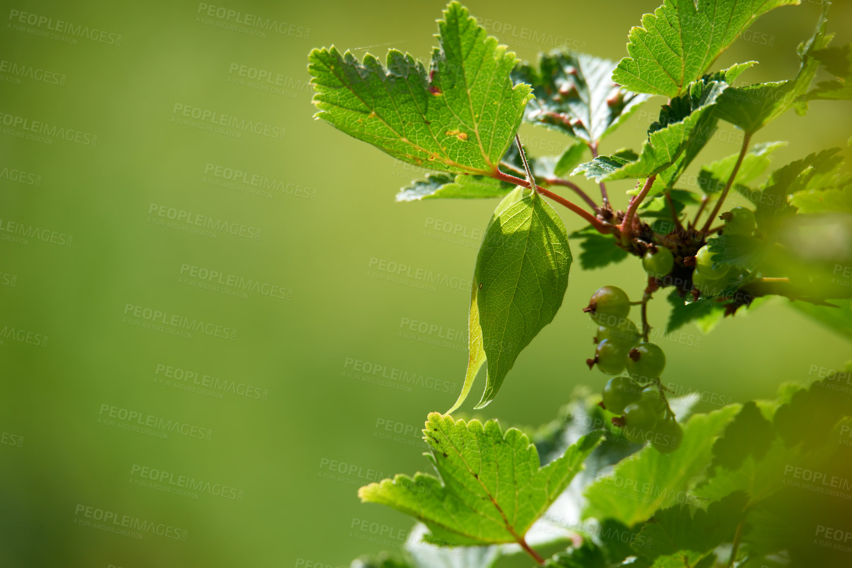 Buy stock photo Leaves, plant and stem with grapes in tree for natural growth, fruit or spring season on a green background. Closeup, organic or fresh produce to harvest for agriculture or sustainability on space