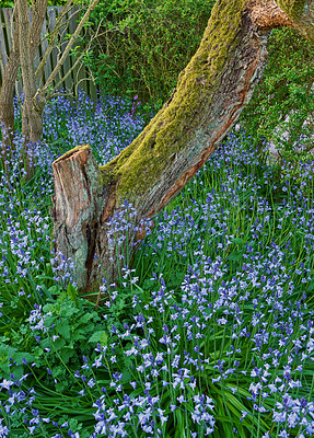 Buy stock photo A photo of the garden in summertime