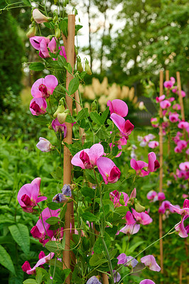 Buy stock photo Nature, bush and sweet peas outdoor in garden with greenery, leaves and petals for blossom. Environment, landscape and organic pink flowers or floral plants for botany in eco friendly park or field.