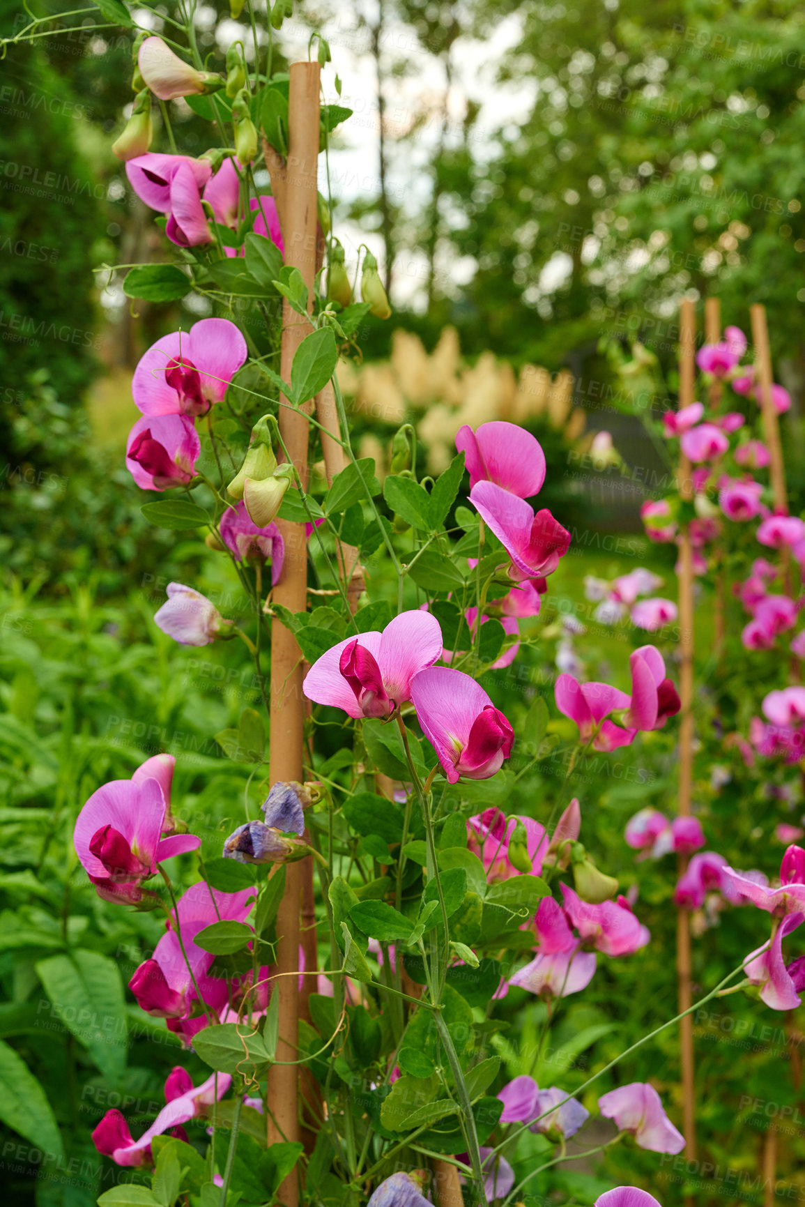 Buy stock photo Nature, bush and sweet peas outdoor in garden with greenery, leaves and petals for blossom. Environment, landscape and organic pink flowers or floral plants for botany in eco friendly park or field.