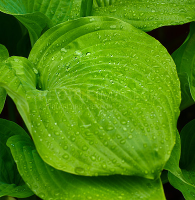 Buy stock photo A photo of the garden in summertime