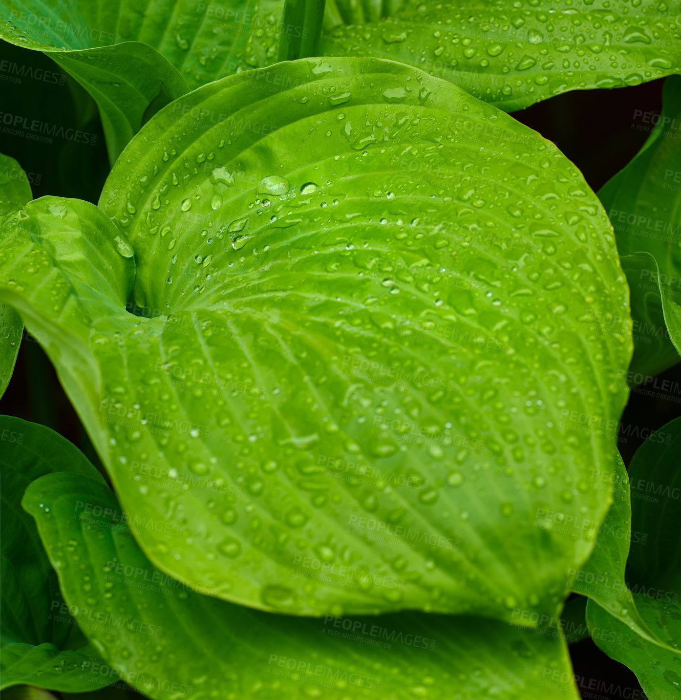 Buy stock photo A photo of the garden in summertime