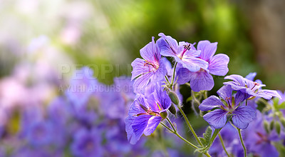 Buy stock photo Purple flowers bloom in a summer garden. A vibrant group of bright cranes bill flowering plants contrasts in a green park. Colorful flower heads in an ornamental shrub. Beautiful perennial blossoms