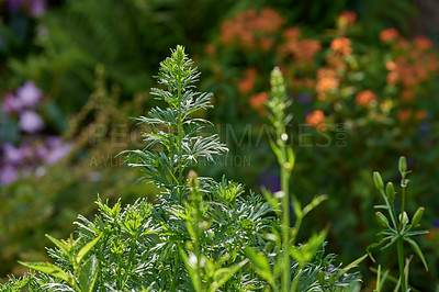 Buy stock photo Garden, plant and stem with green leaves for natural growth, spring season or sprout in nature. Empty, lush or bushes with agro environment, flowers or floral greenery for ecology or sustainability