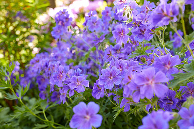 Buy stock photo Meadow geranium flowers flourishing in a botanical garden. Purple plants growing and blooming in a green field in summer. Beautiful violet flowering plants budding in a natural environment