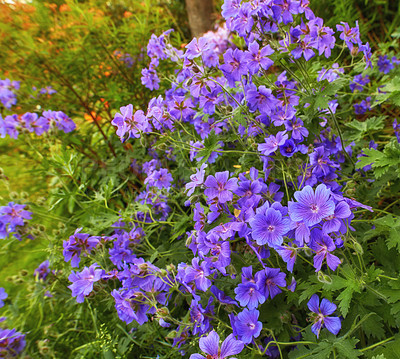 Buy stock photo Top view of meadow geranium flowers flourishing in botanical garden. Purple plants growing and blooming in lush green field in summer from above. Beautiful violet flowering plants budding in a garden