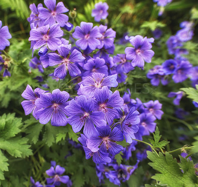 Buy stock photo Purple Cranesbill flowers growing in a garden. Many bright perennial flowering plants contrasting in a green park. Colorful gardening blossoms for outdoor or backyard landscaping in summer