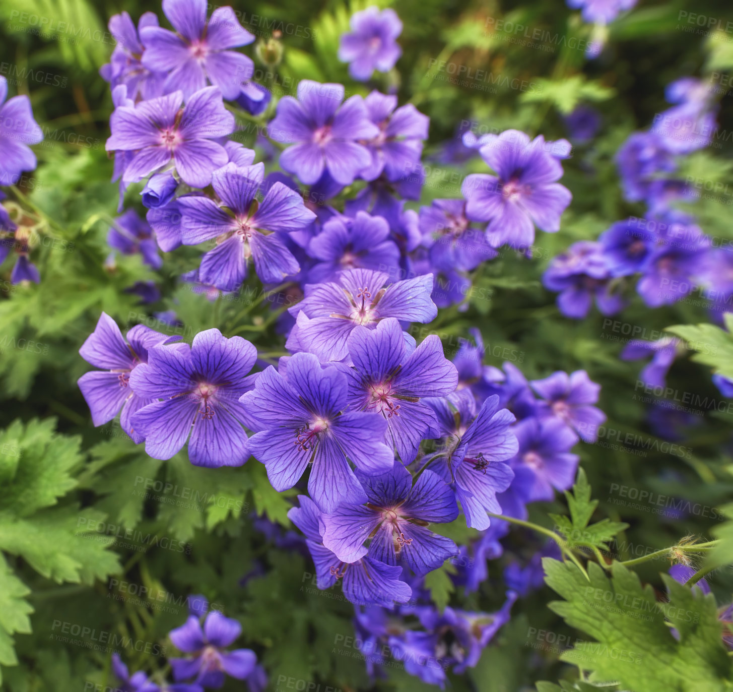 Buy stock photo Purple Cranesbill flowers growing in a garden. Many bright perennial flowering plants contrasting in a green park. Colorful gardening blossoms for outdoor or backyard landscaping in summer