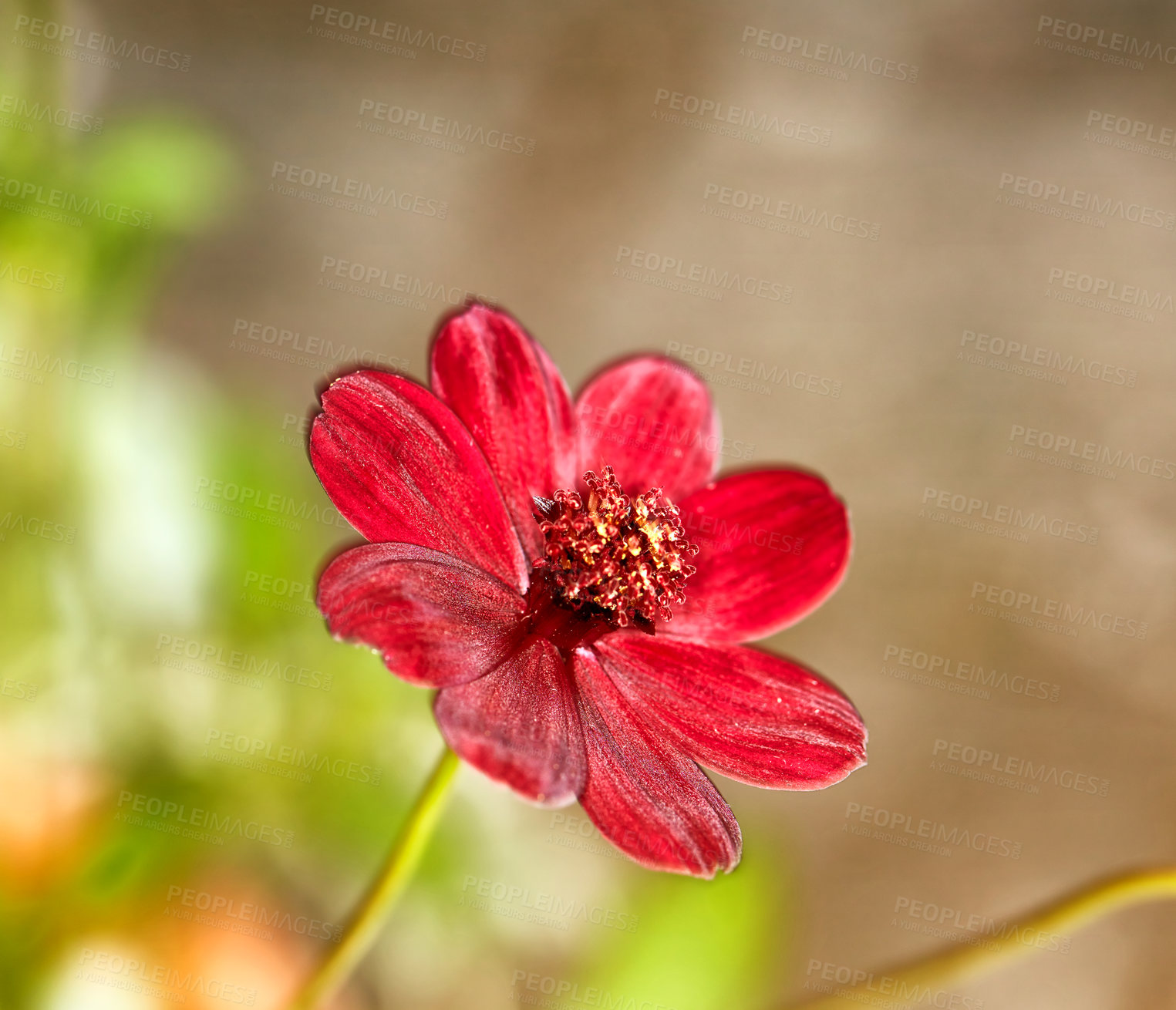 Buy stock photo Nature, flower and Cosmos atrosanguineus in garden with greenery, leaves and petals for blossom. Environment, landscape and organic red floral plant for botany in eco friendly park or field.