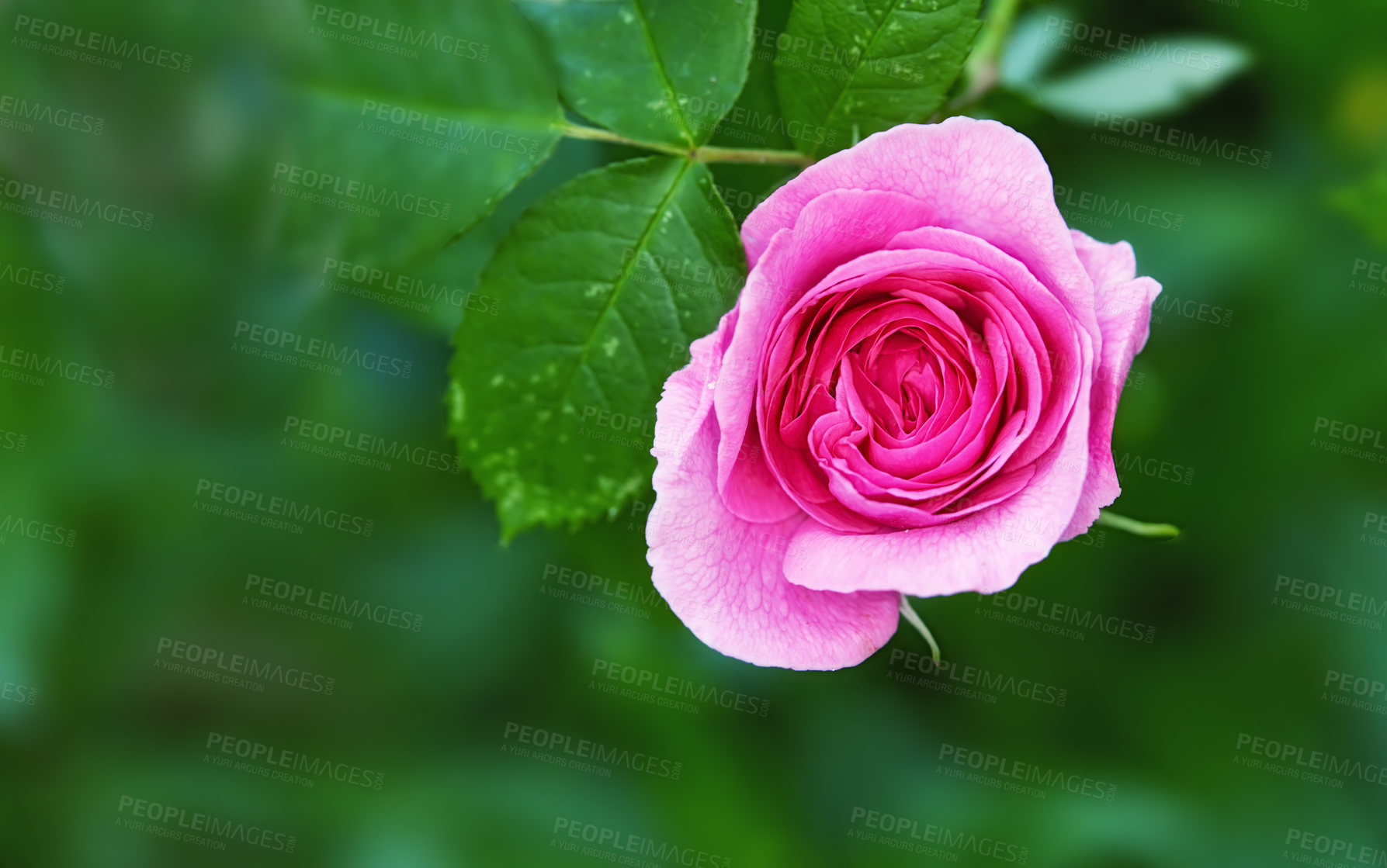 Buy stock photo Garden, environment and rose with leaves in nature for eco friendly, growth and blossom in summer. Plants, outdoor and flower with mockup space by greenery for floral, sustainability and botany