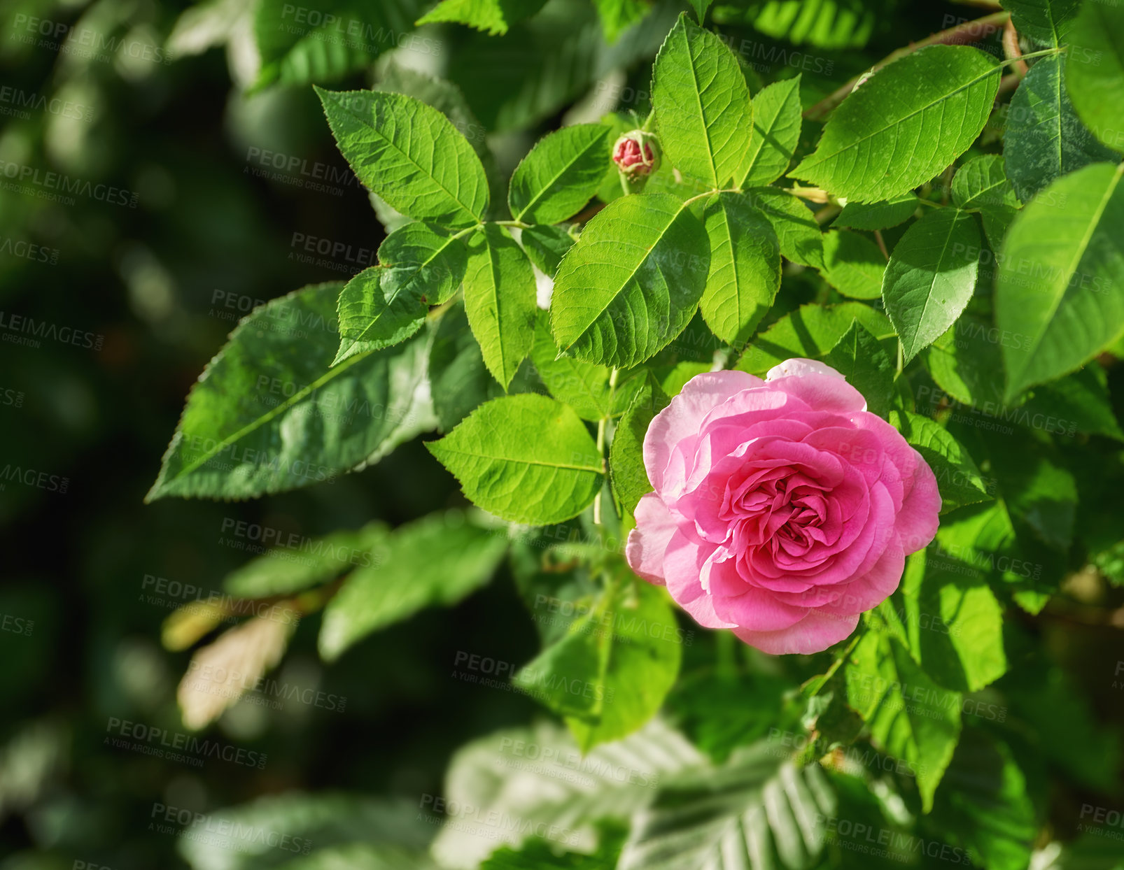 Buy stock photo Nature, plant and closeup of pink rose for blossom, beauty and bloom for gardening landscape. Spring aesthetic, background and flowers with leaves, petals and floral for decoration, botany and bud