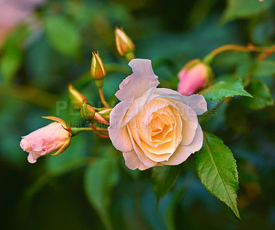 Buy stock photo Rose, garden and flowers with petals in nature for eco friendly, blooming and growth in summer. Outdoor, floral and environment with plants by greenery for botany, blossom and organic sustainability