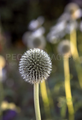 Buy stock photo Globe thistle, flower and outdoor nature for growth, blossom and countryside for sustainability in botany. Garden, ecology and forest for bush of plants, calm meadow and peace in woods on holiday