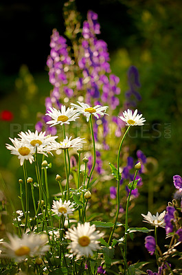 Buy stock photo A photo of the garden in summertime